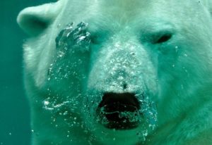 respiro orso